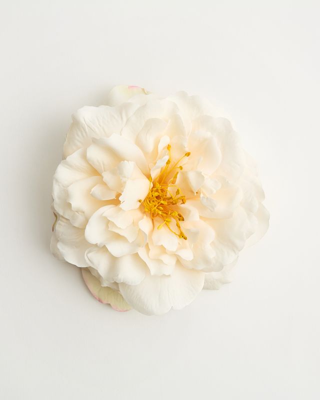 The White-Tigress Rose