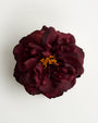 Bellatrix Wild Rose — flower detail