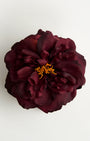Bellatrix Wild Rose — flower detail