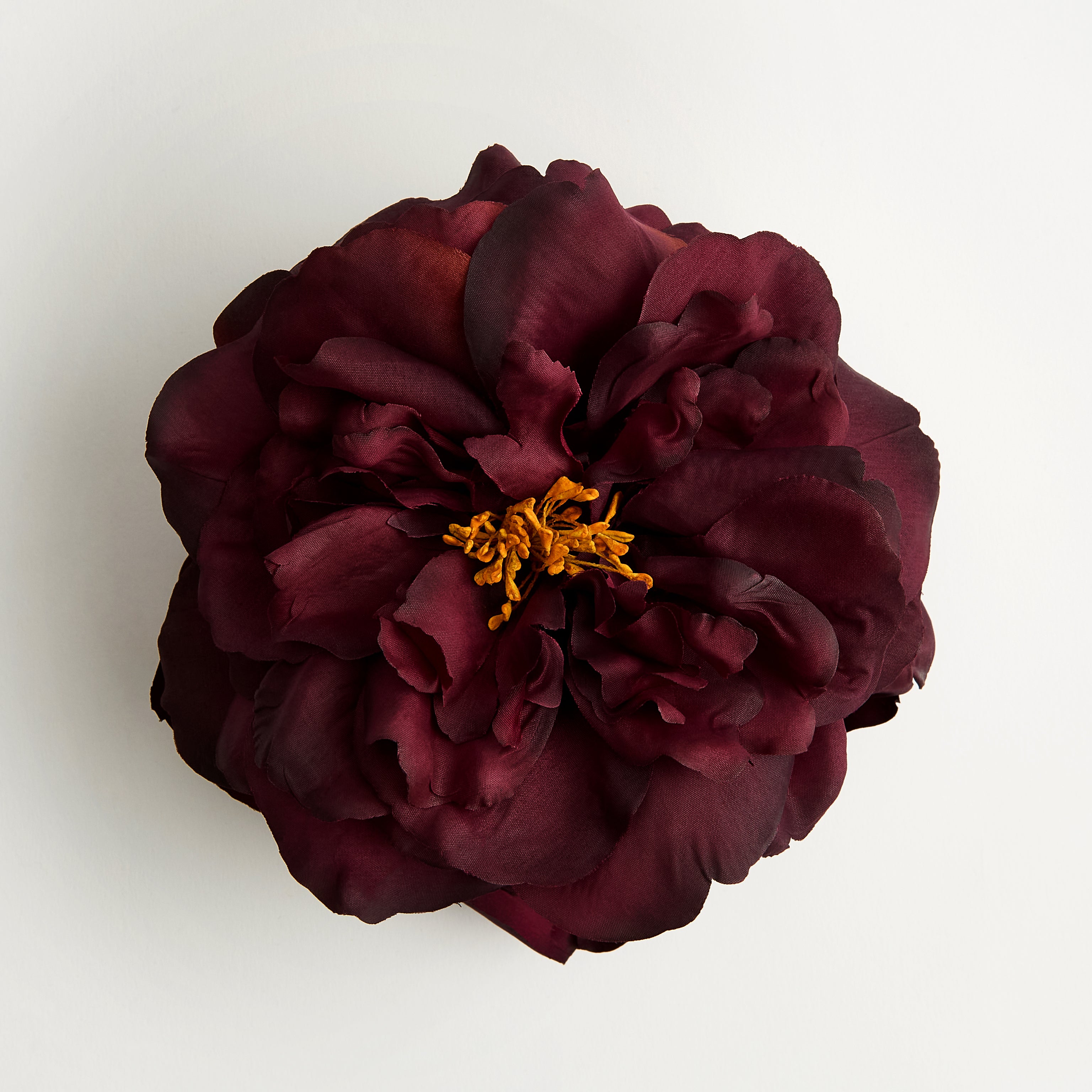 Bellatrix Wild Rose — flower detail