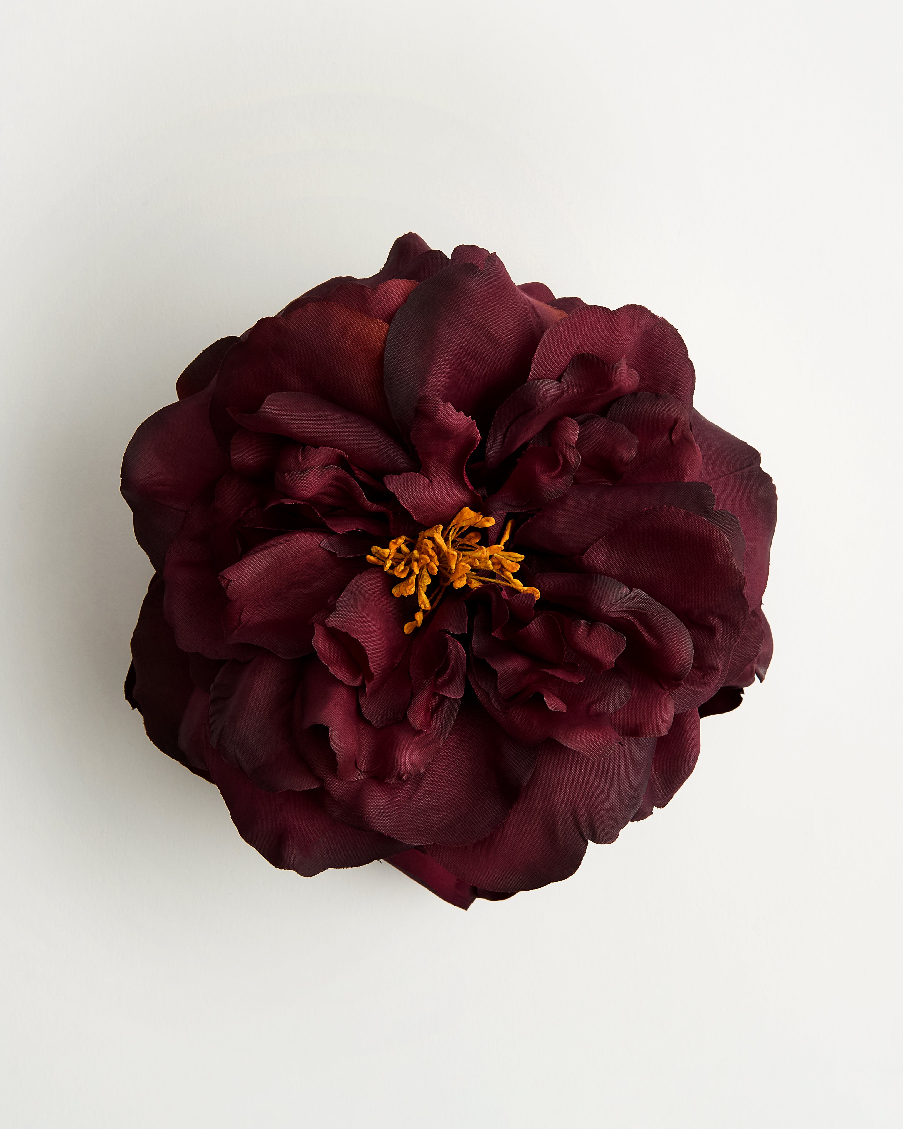 Bellatrix Wild Rose — flower detail