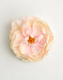 Aurora Peony — flower detail