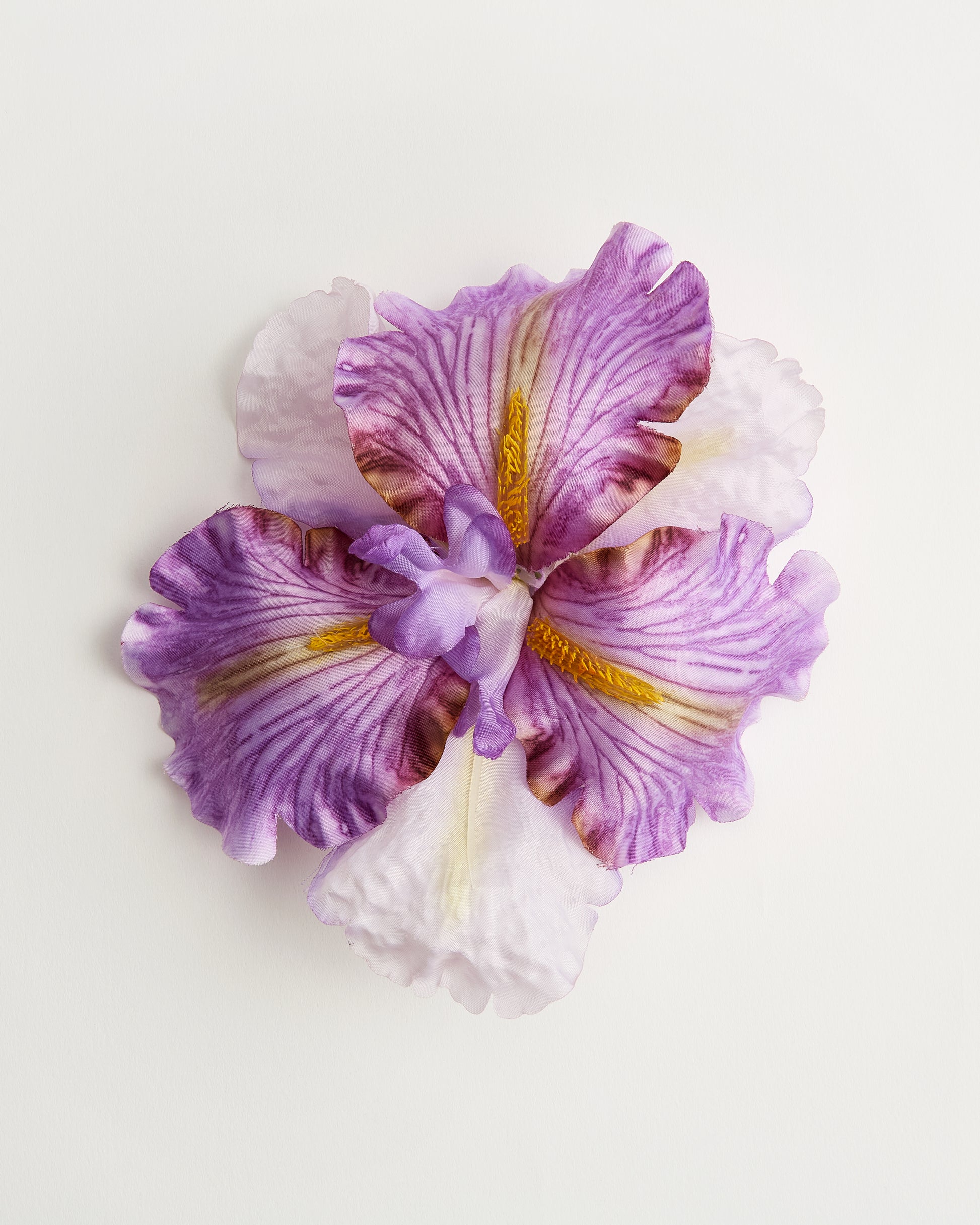 The Siren Iris