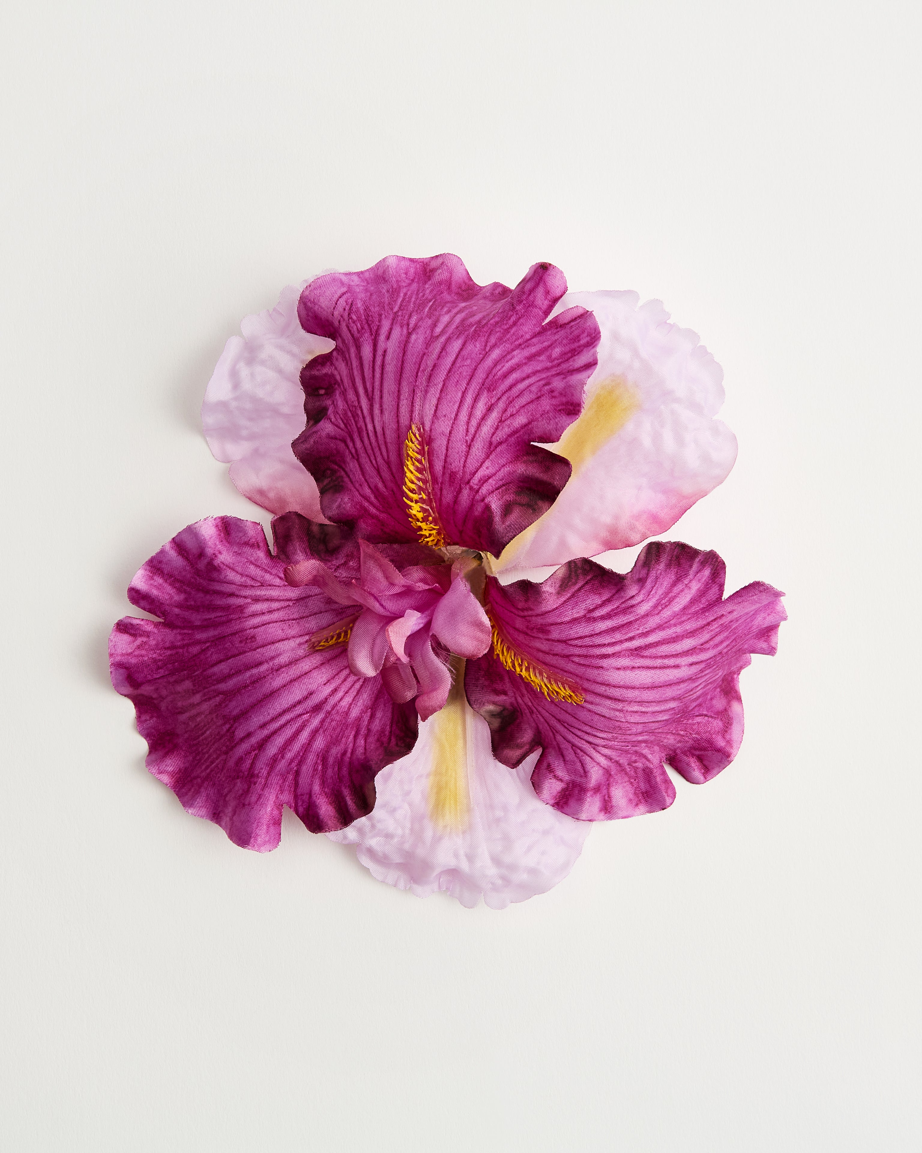 Iris — flower detail
