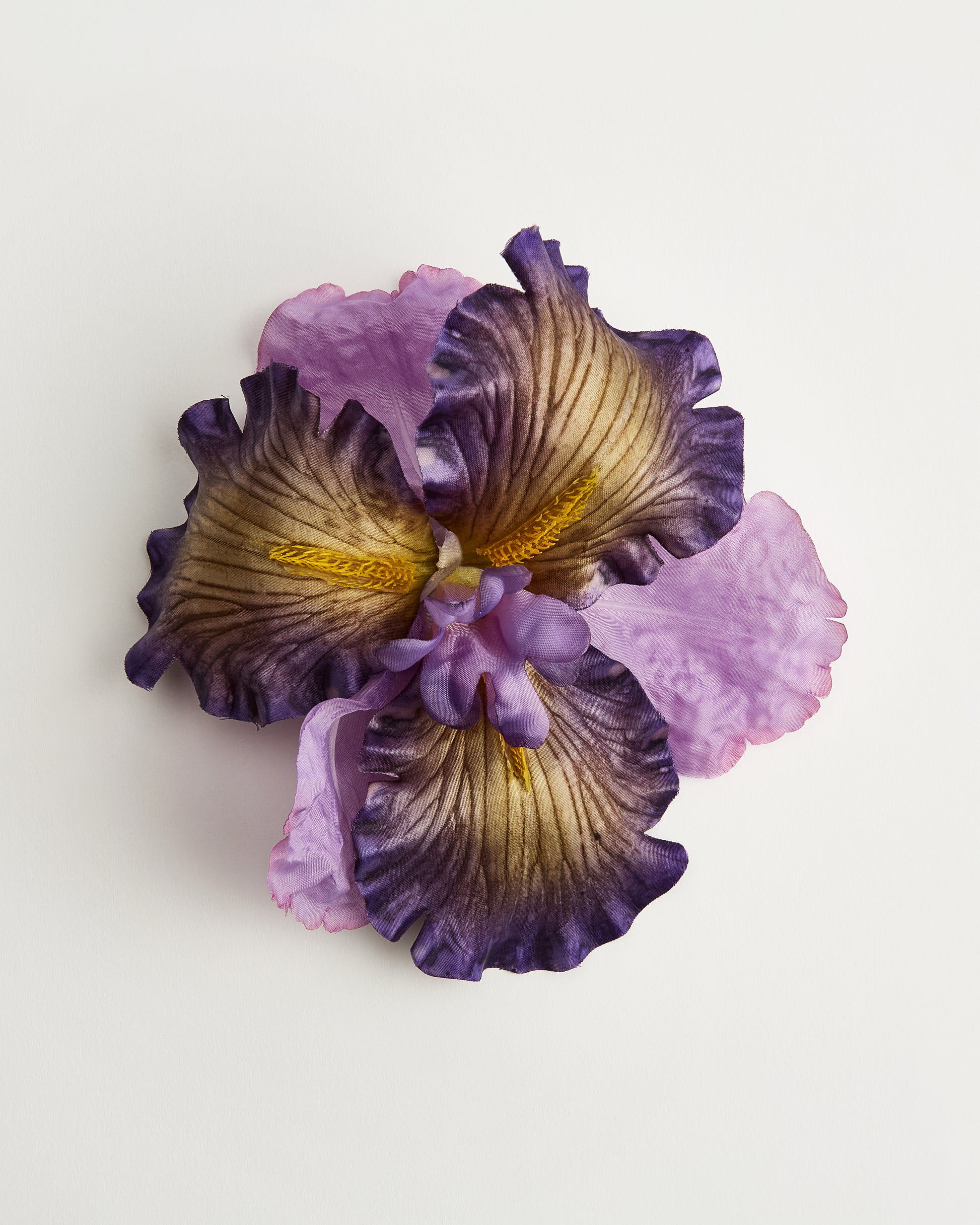The Siren Iris