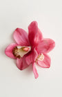 Orchid — flower detail