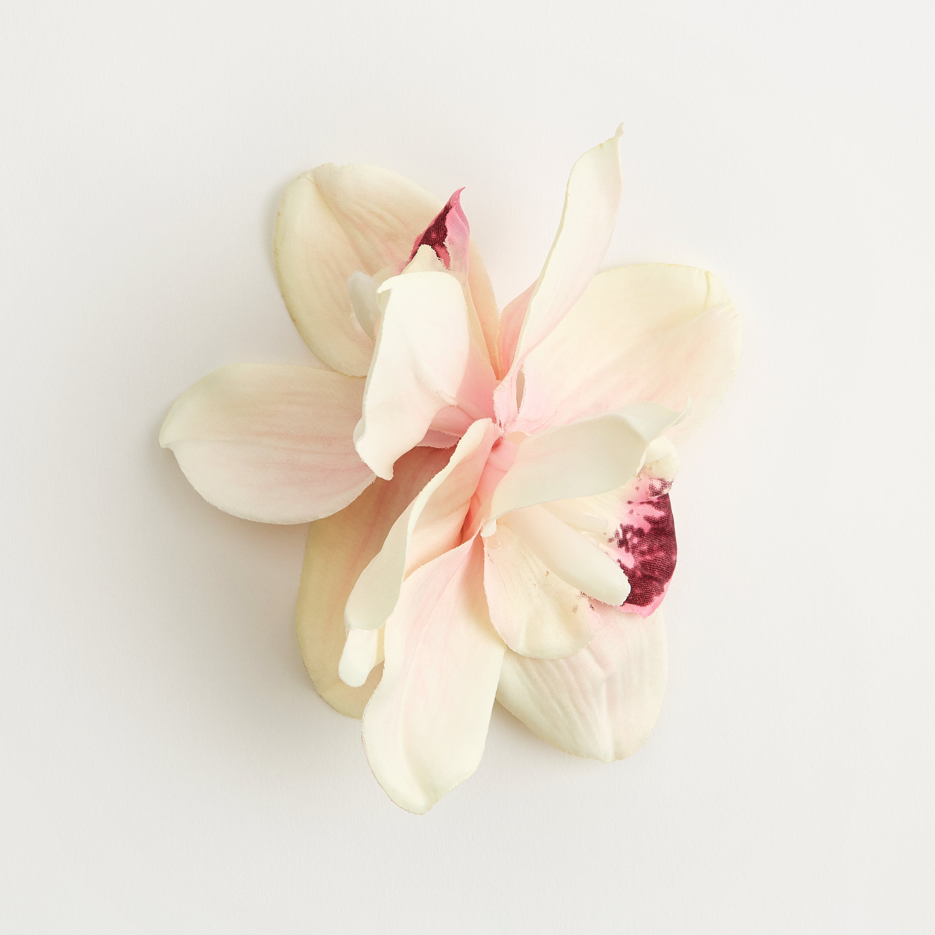The Empress Orchid