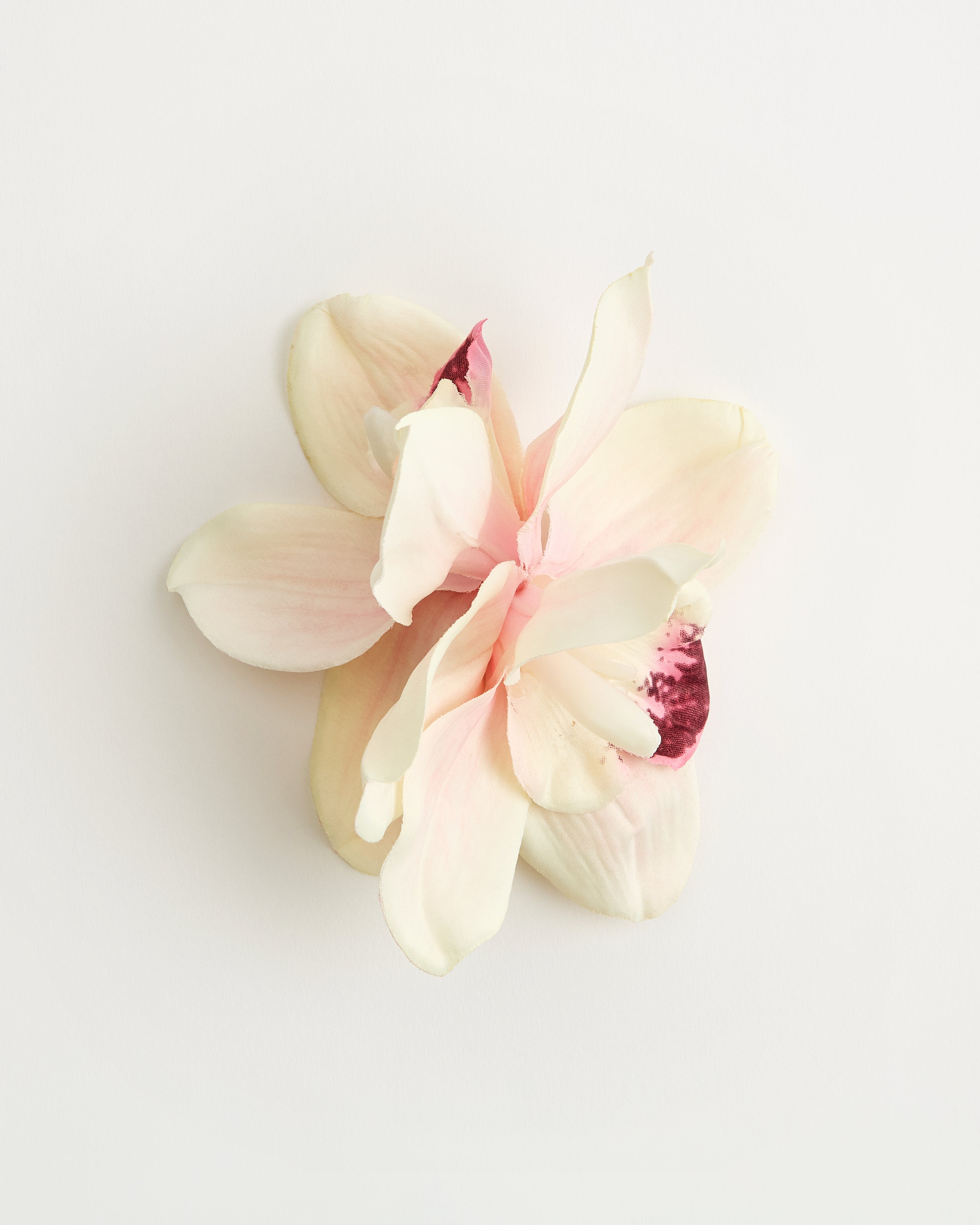 The Empress Orchid