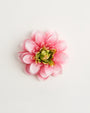 Psyche Dahlia — flower detail