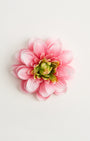 Psyche Dahlia — flower detail