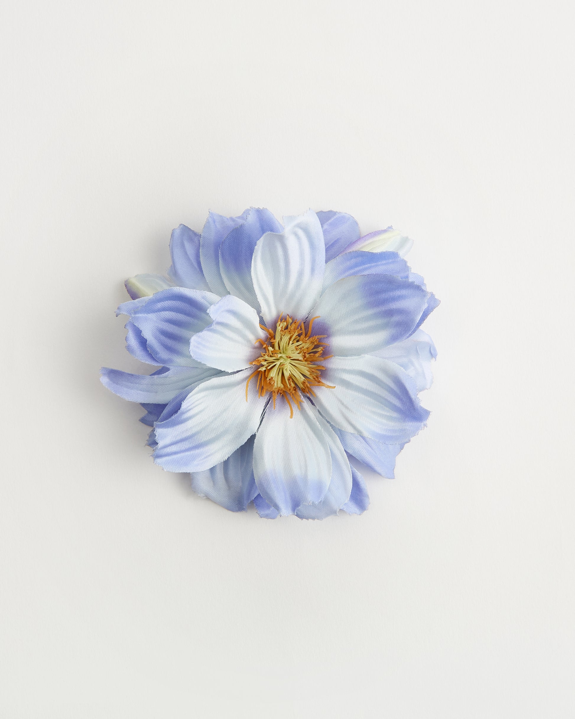 Daisy — flower detail