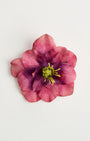 Primrose — flower detail