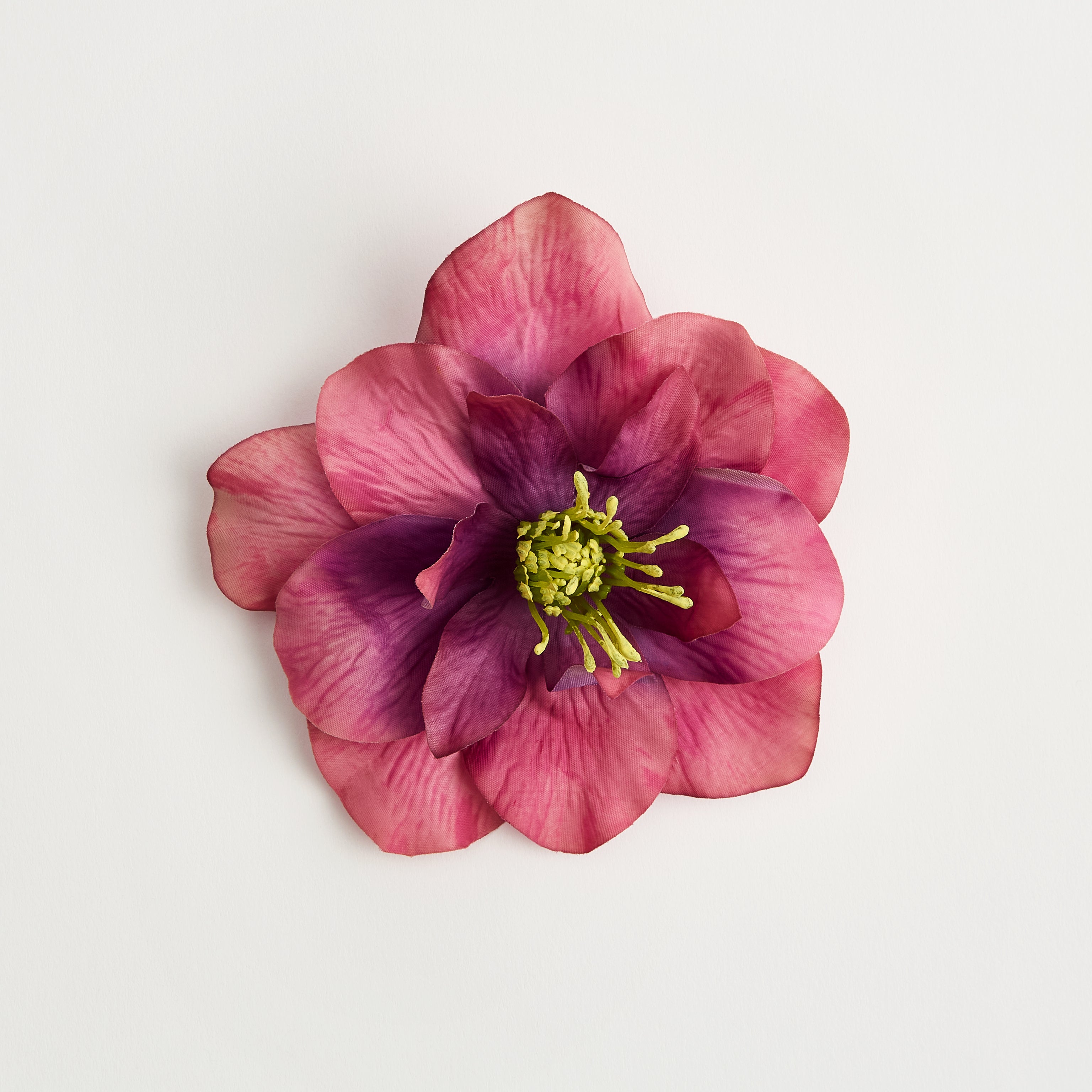 Primrose — flower detail