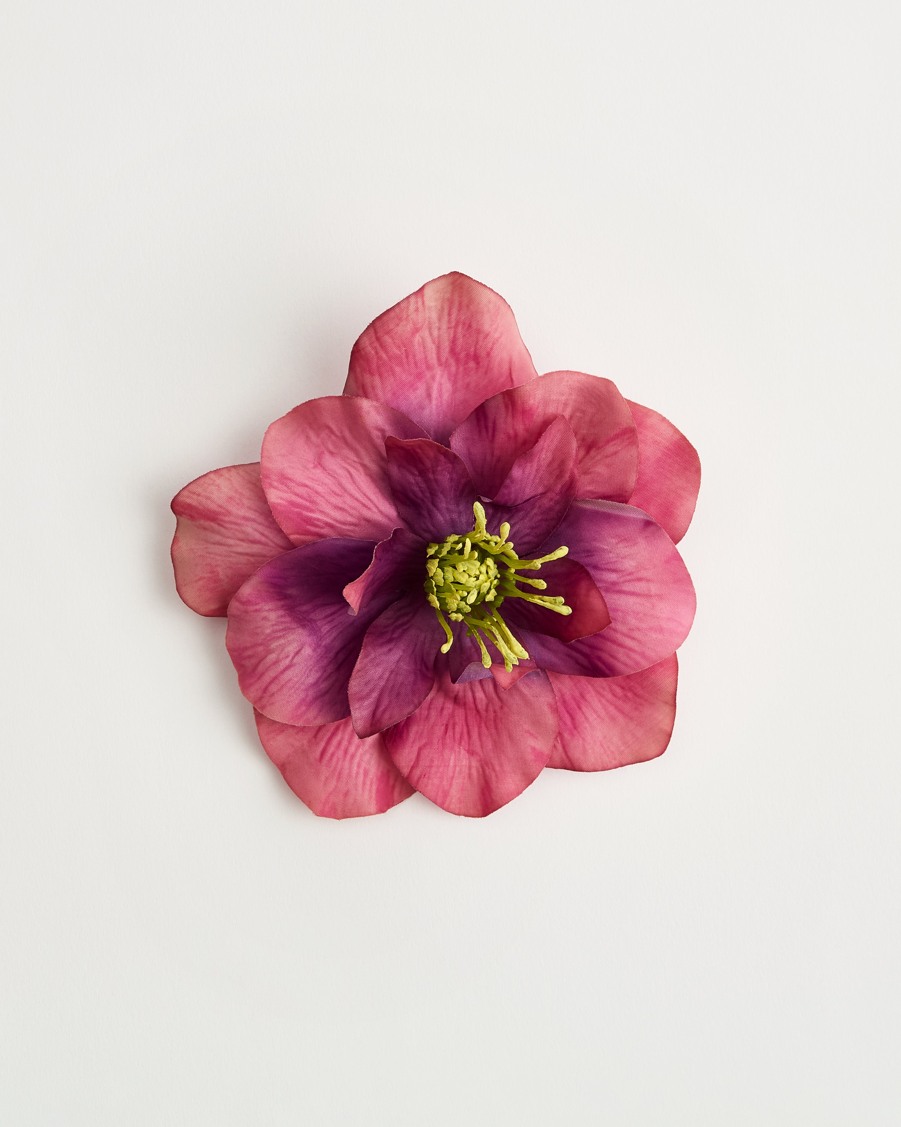 Primrose — flower detail