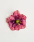 Primrose — flower detail
