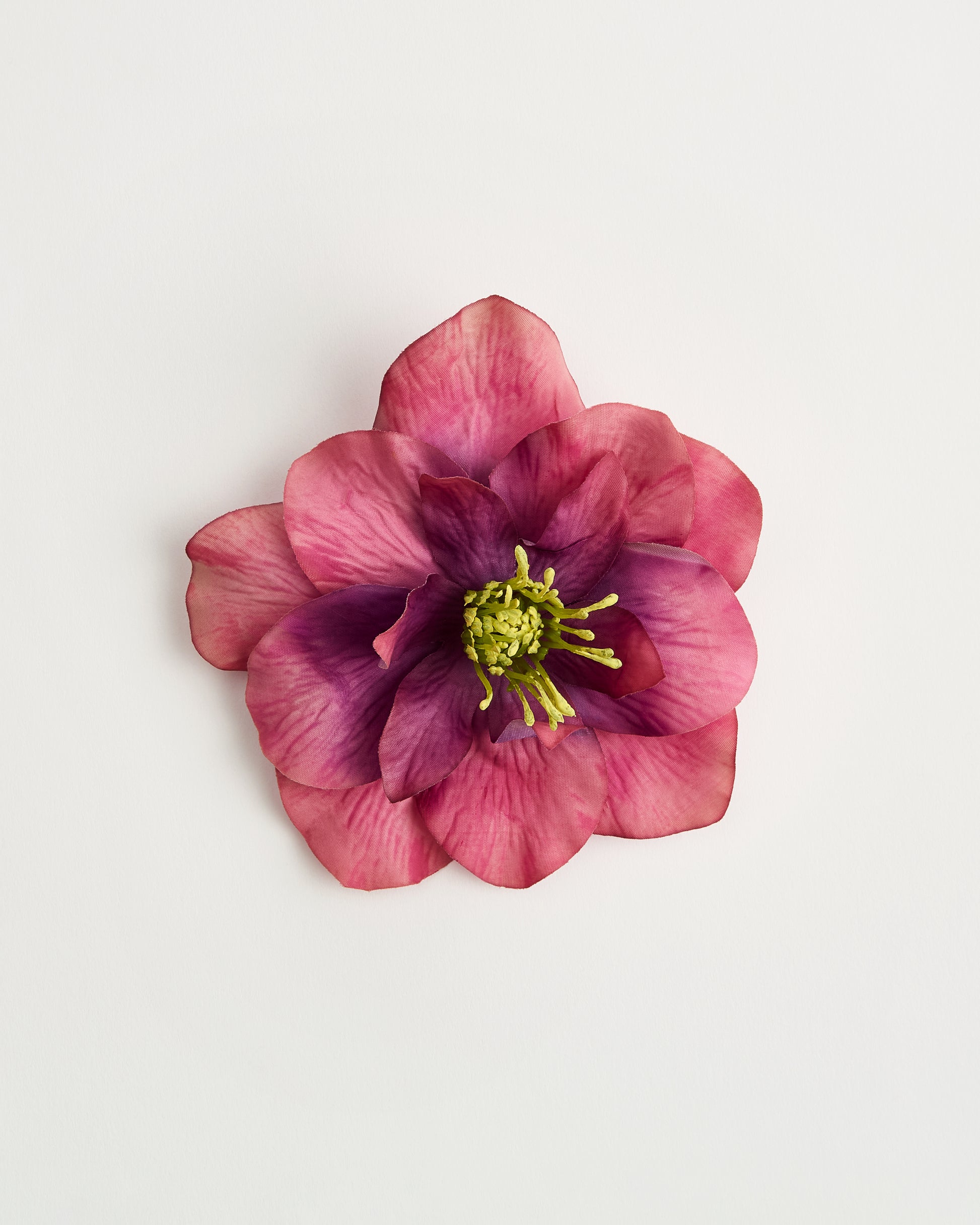 Primrose — flower detail