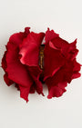 English Garden Rose — flower detail