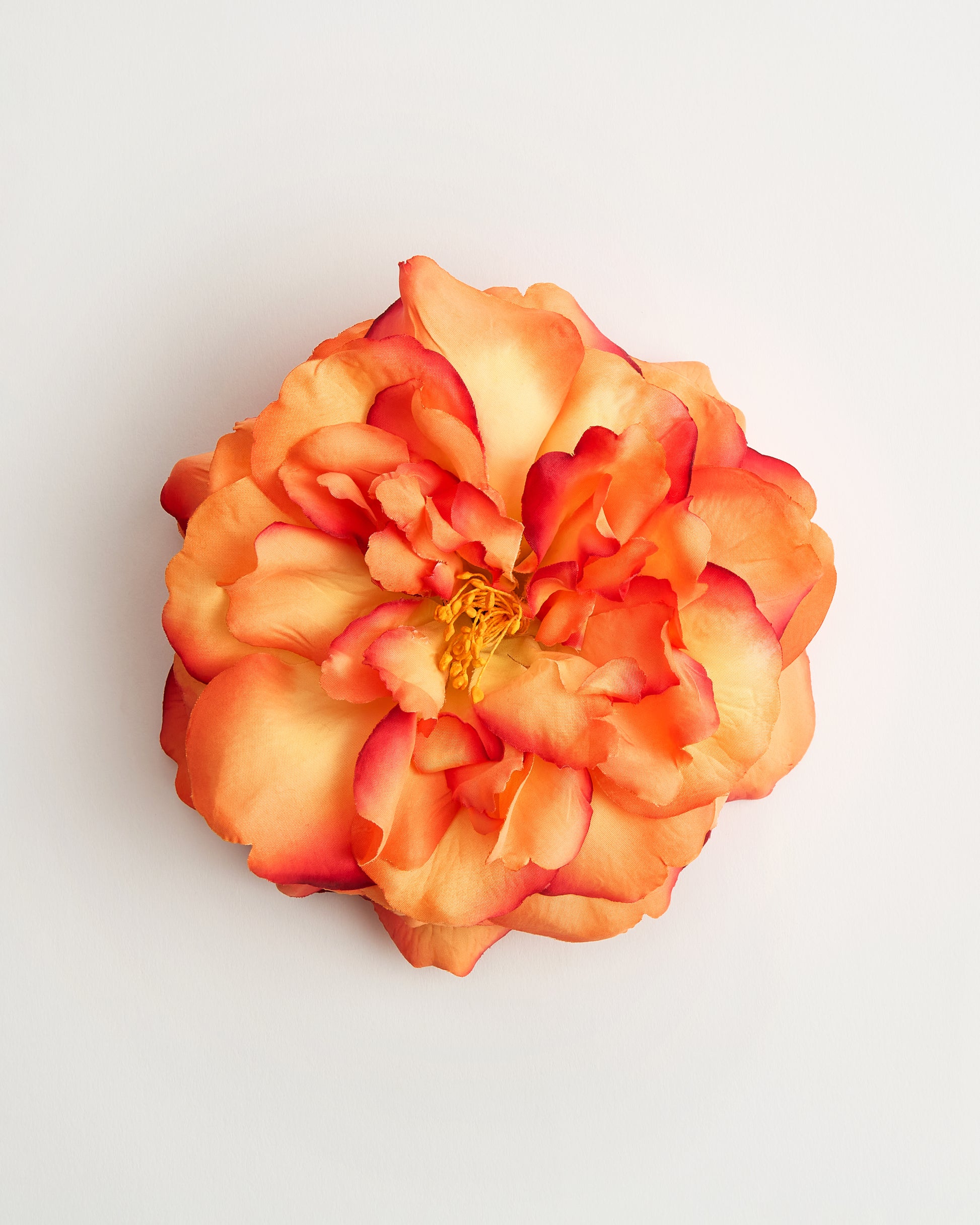 The Bellatrix Rose