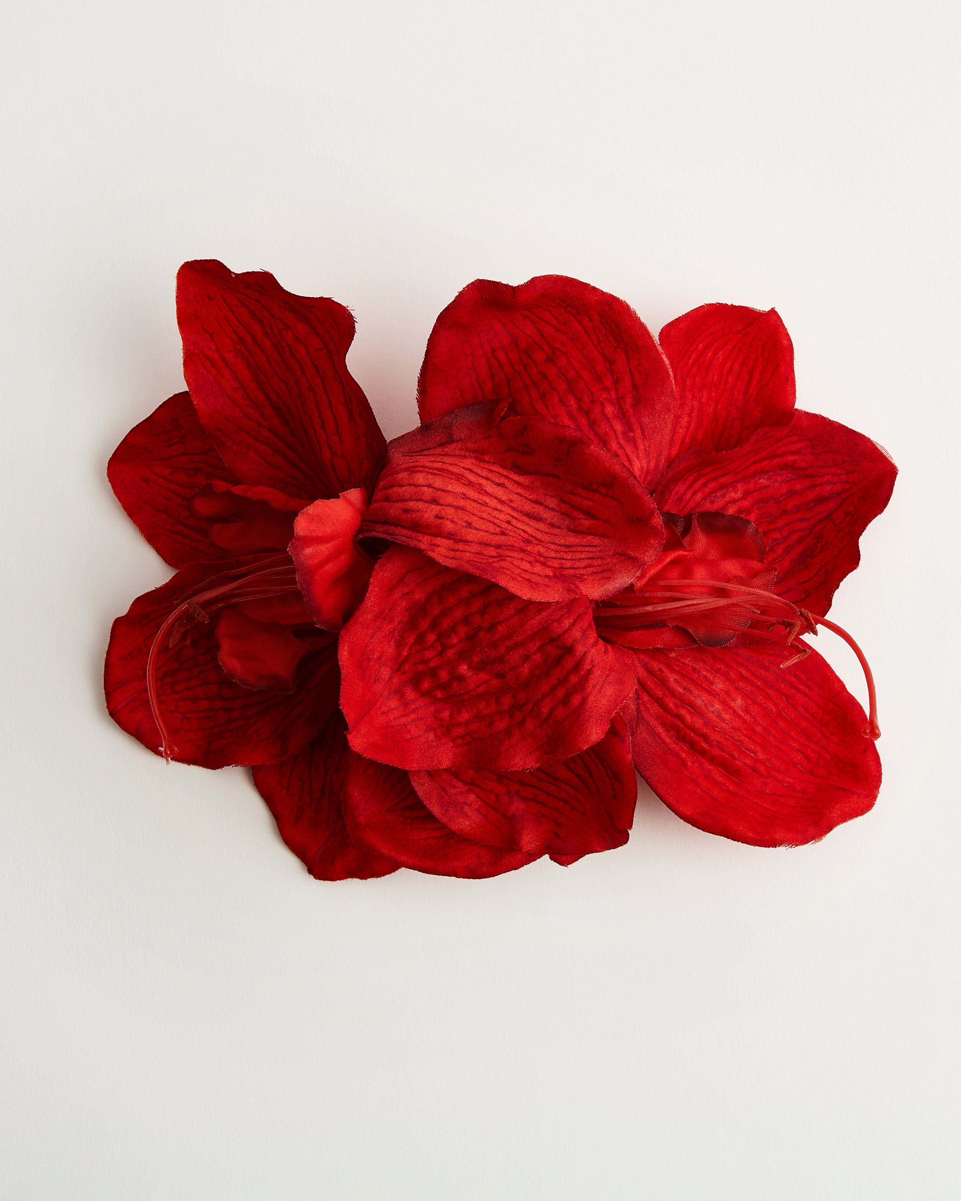 Scarlett Hibiscus — flower detail