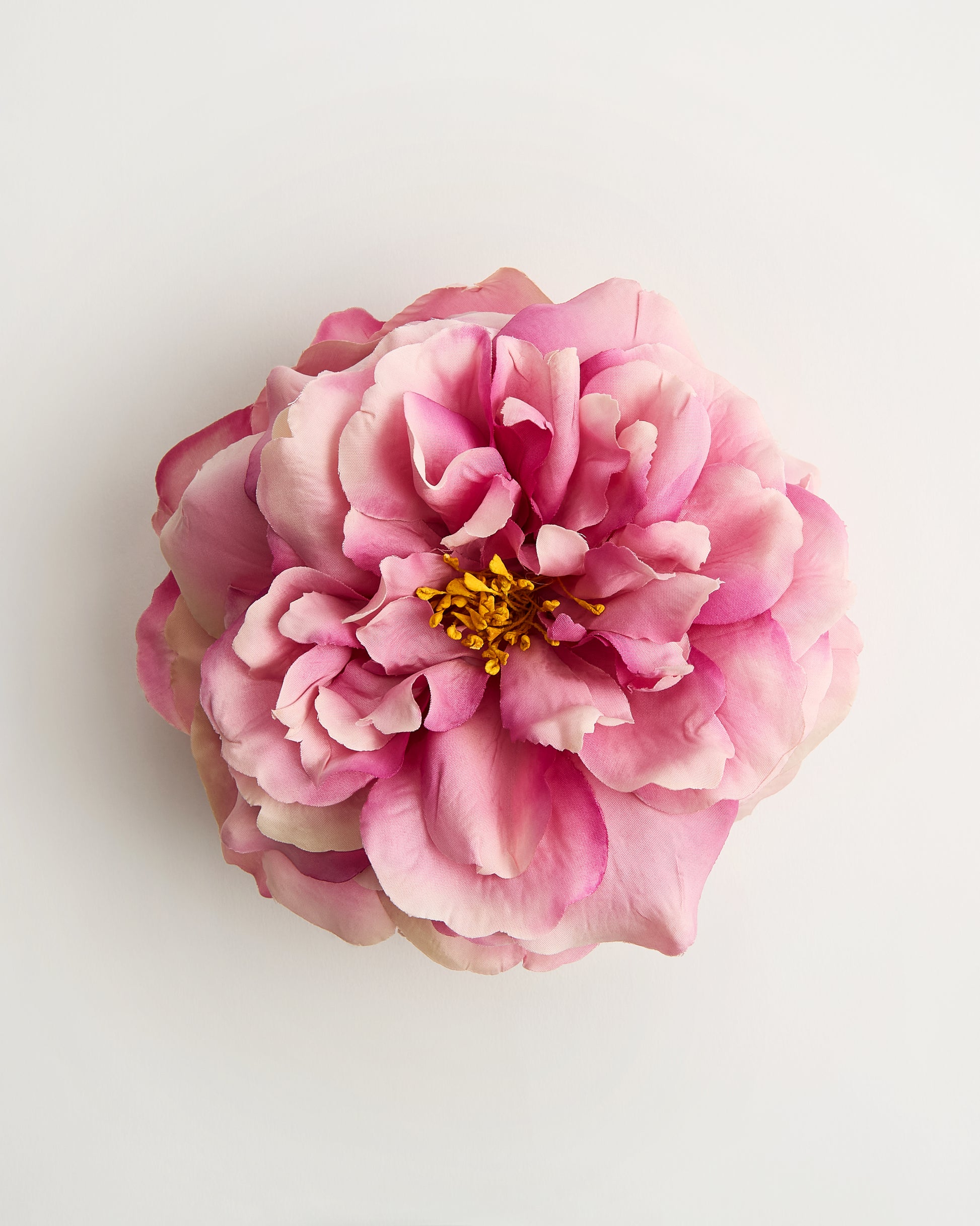 The Bellatrix Rose