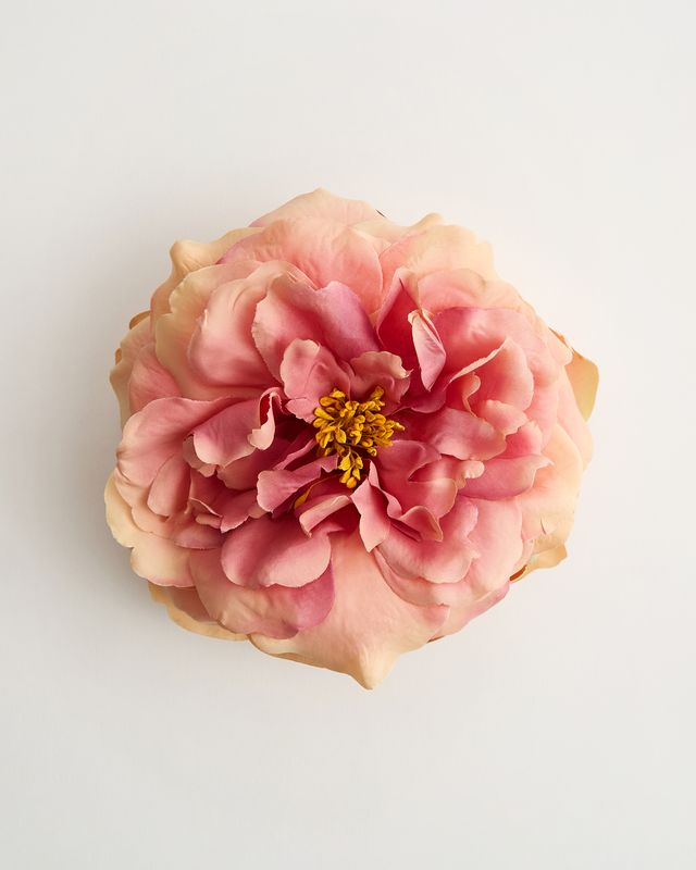 The Primavera Rose