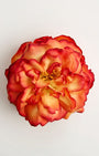 The Clementina Rose