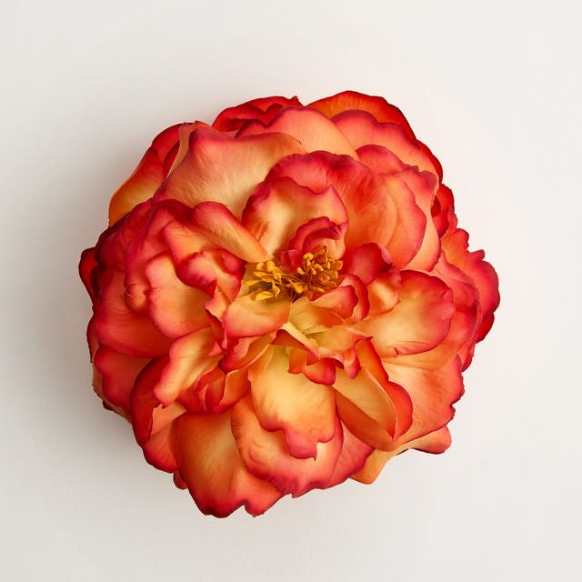 The Clementina Rose