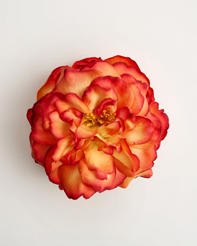 The Clementina Rose
