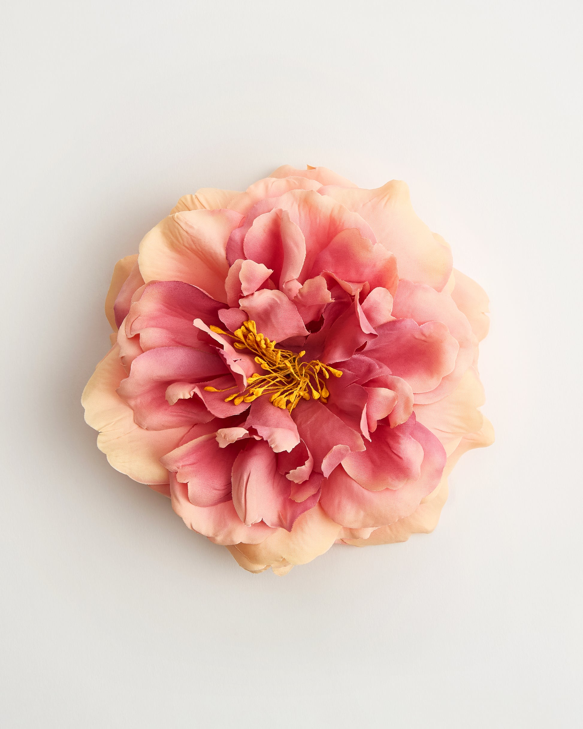 The Bellatrix Rose