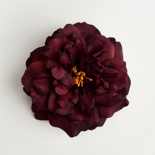 The Bellatrix Rose