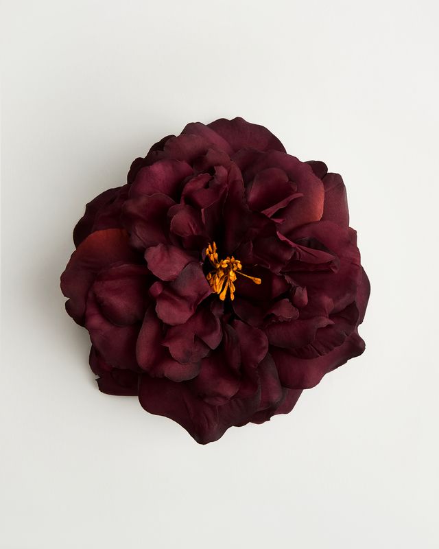 The Bellatrix Rose