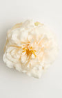 The White-Tigress Rose