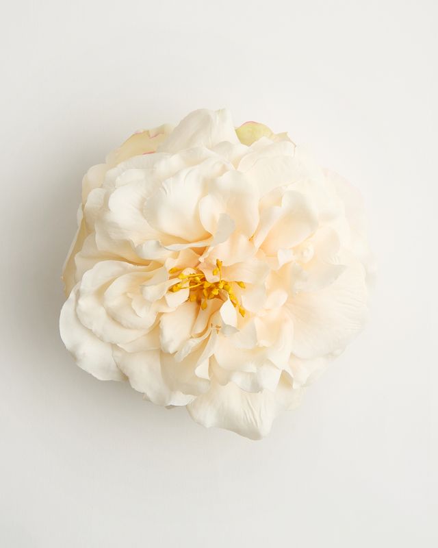 The White-Tigress Rose