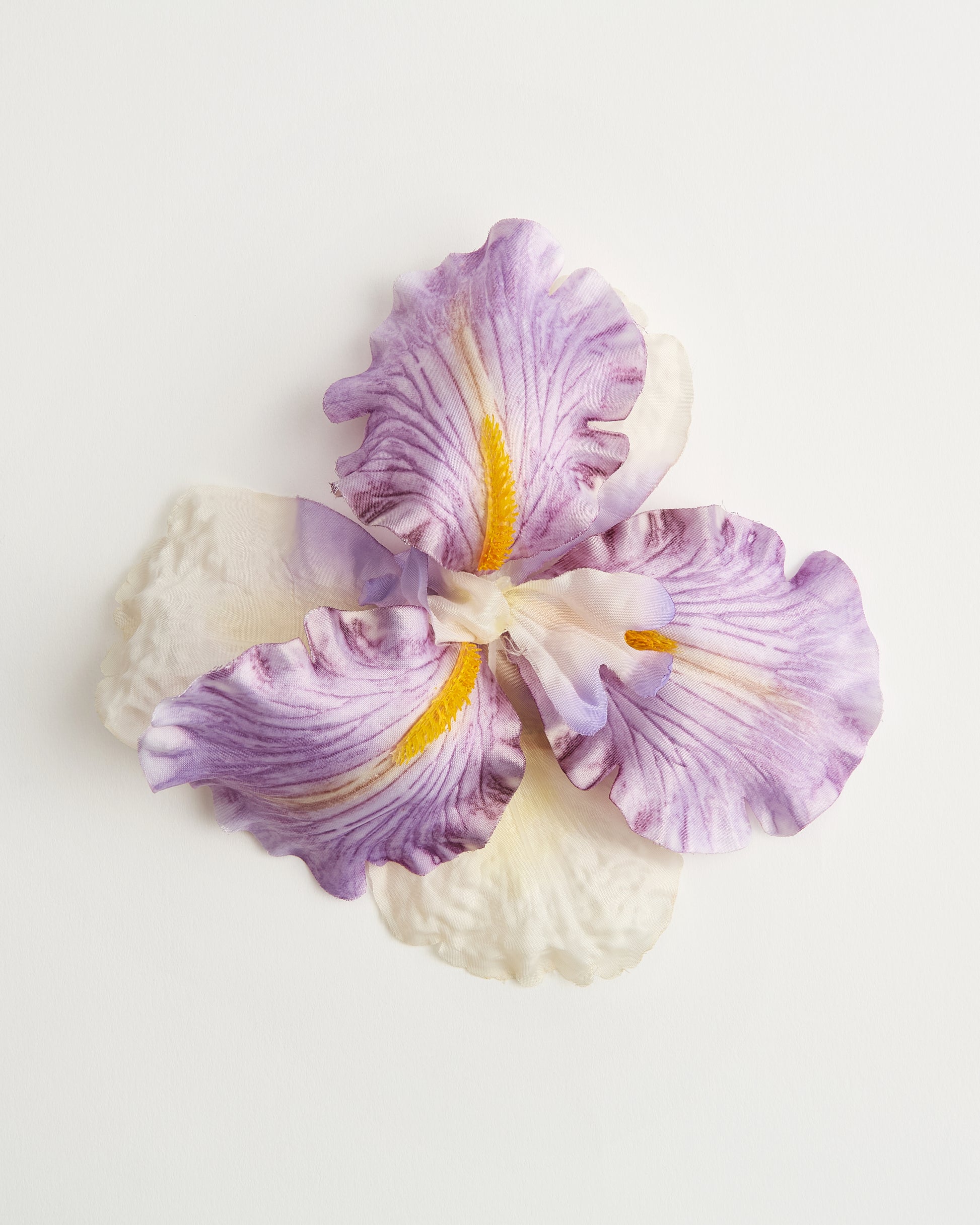 The Siren Iris