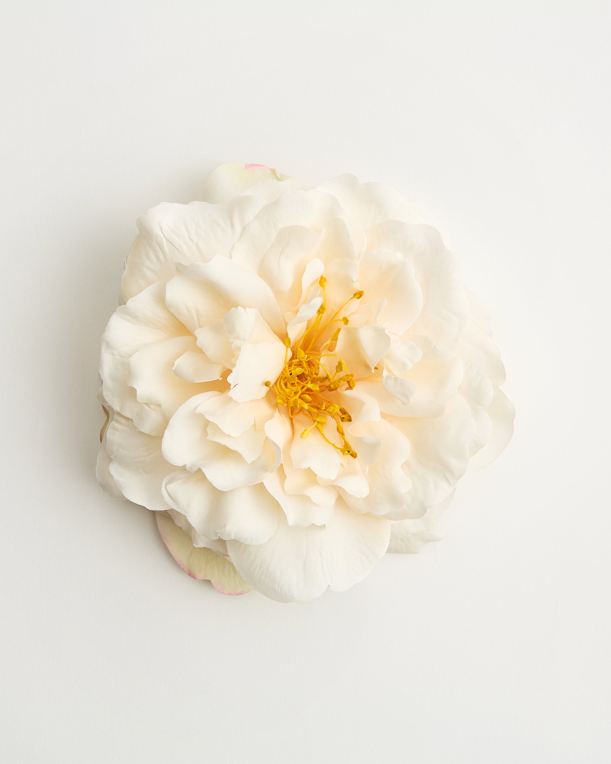The Bellatrix Rose