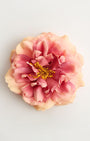 The Primavera Rose