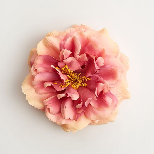 The Primavera Rose