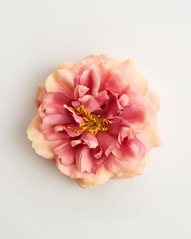 The Primavera Rose